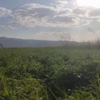 کاه لوبیا