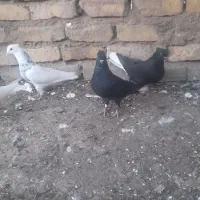 کبوتر