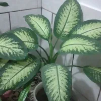 گل دیفن باخیا قیمت ۱۳۰۰ هزار تومان