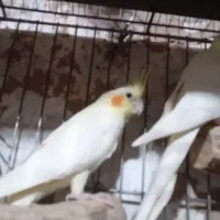 عروس لوتینو بالغ شرطی نر دستی|پرنده|اهواز, فاز ۲ پادادشهر|دیوار