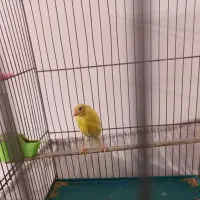قناری زرد ماده اماده  معاوضه با قناری نر بخون|پرنده|تهران, اتابک|دیوار
