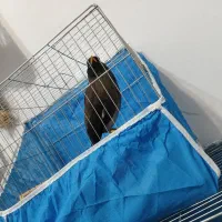 پرند مرغ مینا ومرغ عشق|پرنده|فولادشهر, مسکن مهر فولادشهر|دیوار