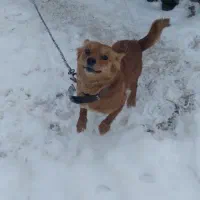 سگ پا کوتاه