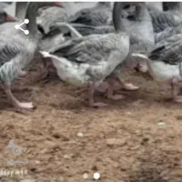 غاز و بوقلمون میفروشم|حیوانات مزرعه|زرگرشهر, |دیوار