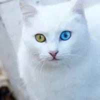 گربه نژادKhao manee(معاوضه باپرشین،اسکاتیش،بریتیش)