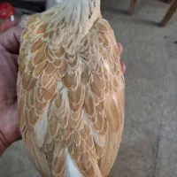 مرغ و خروس سبرایت بوف پنج ماهه