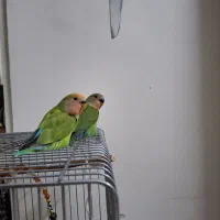 طوطی برزیلی دستی|پرنده|تهران, والفجر (افسریه)|دیوار