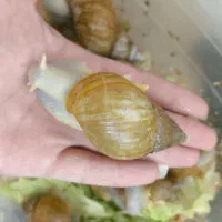 حلزون آچاتینا|خزنده|اصفهان, علی قلی آقا|دیوار