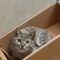 واگذاری گربه