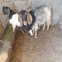 بزبزغاله خوشگل و شیرا