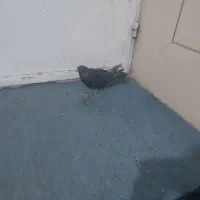 کبوتر|پرنده|رفسنجان, |دیوار