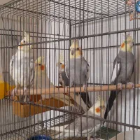 جوجه ها دو وسه و ۶ و۸ماه  نره وماده سخنگو زیبا|پرنده|تهران, شهرک رضویه|دیوار