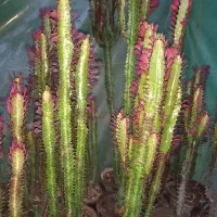 گل کاکتوس