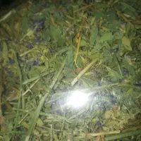 یونجه خرگوش