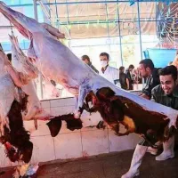 *برّه نر &عقیقه تَعاونی بمدّت یک ماه*گوسفند+زنده