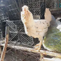 مرغ و خروس گلین|حیوانات مزرعه|سرپل ذهاب, |دیوار