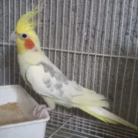 فروش طوطی عروس مولد