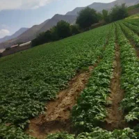 زمین کشاورزی|فروش دفتر صنعتی، کشاورزی، تجاری|همدان, |دیوار