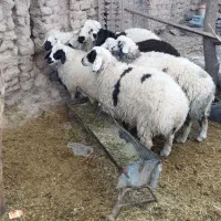 گوشت بره و بزغاله