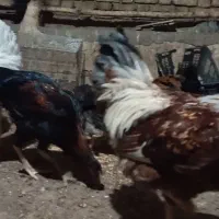 مرغ و خروس|حیوانات مزرعه|مهدی شهر, |دیوار