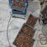 خرمای دام|لوازم جانبی حیوانات|شادگان, |دیوار