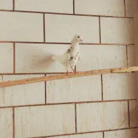 کبوتر|پرنده|دهدشت, |دیوار