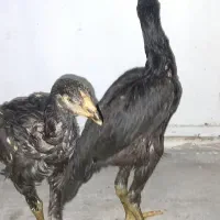 لاری افغان