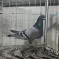 مسافتی ماده