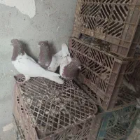 کله قرمز|پرنده|فیروزآباد (آذربایجان), |دیوار