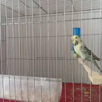 مرغ عشق انگلیسی درشت|پرنده|اقلید, |دیوار