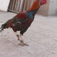 خروس همچی تموم|حیوانات مزرعه|تربت جام, میان جام|دیوار