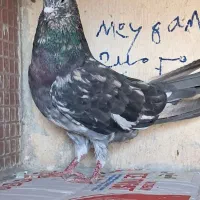 کبوترجفت سرورپرشی