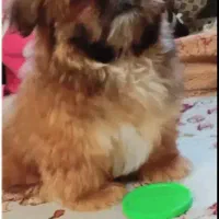 سگ شیتزو عروسکی|سگ|گنبد کاووس, |دیوار