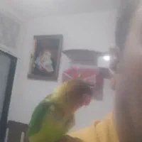 طوطی دستی 600|پرنده|تربت جام, معدآباد|دیوار