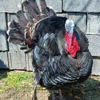 تخم نطفه دار بوقلمون برنز انگلیسی