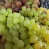 فروش انگور