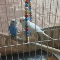 مرغ عشق جفت|پرنده|مشهد, هفت تیر (حافظ)|دیوار