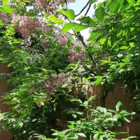باغچه-دربست