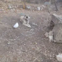 دوعدد سگ|سگ|خلخال, |دیوار