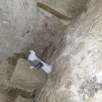 پرنده|پرنده|خورموج, |دیوار