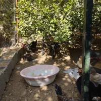 مرغ محلی|حیوانات مزرعه|برازجان, |دیوار