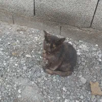 گربه موچولو