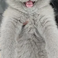 بچه گربه اسکاتیش دبل فولد