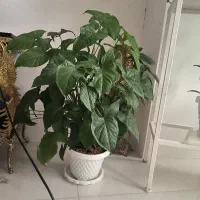 گل خانگی|گل و گیاه طبیعی|بروجرد, |دیوار