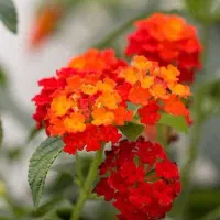 جاره خونه ویلایی (‌ پیام بزارین تماس گرفته میشه)