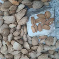 بادام سنگی|خوردنی و آشامیدنی|اصفهان, پروین|دیوار