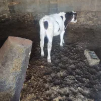 تلیسه گاو آبستن گوساله نر وماده|حیوانات مزرعه|تربت جام, میان جام|دیوار