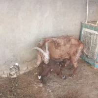 بز با بی|حیوانات مزرعه|اهواز, امانیه|دیوار