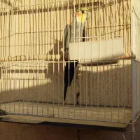 عروس هلندی نر