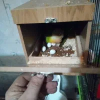 طوطی گرینچک مولد|پرنده|شهریار, شهرک امیریه|دیوار